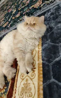 واگذاری