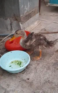 اردک