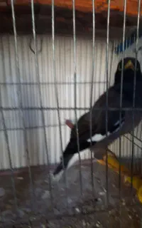 مرغ‌مینا‌وسهره‌