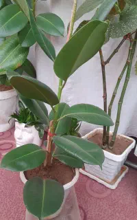 گل های آپارتمانی