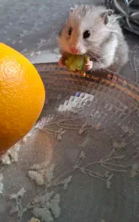 همستر کاملا رایگان