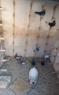 کفتر