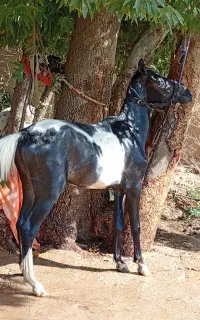 اسب کره نریان ابلق سرخ پوستی