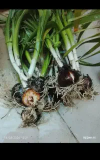 پیاز گل نرگس