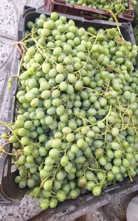 غوره قریب