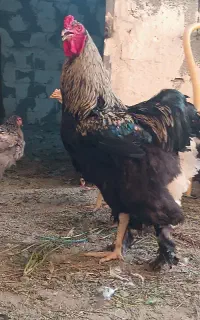 جوجه لاری و برهما