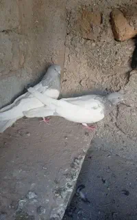کبوتر