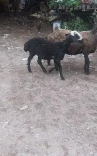 بره نژاد چندقلو زا