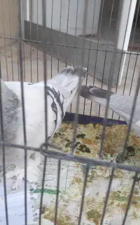 دو تا کفتر نر و ماده
