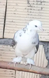 فروش کبوتر ماده