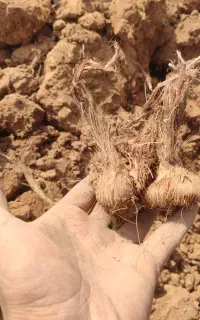 پیاز زعفران تربت