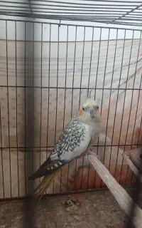 عروس هلندی نر بالغ نیمه دستی