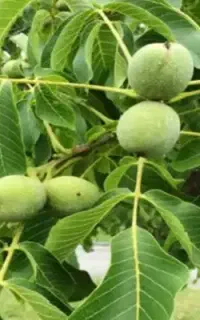 گردو اجاره