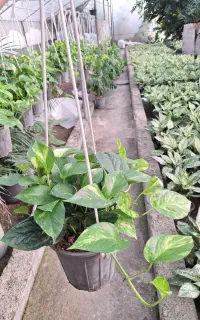 فروش عمده و تک انواع گل های آپارتمانی
