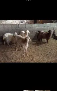 دوعددگوسفندگوشتی