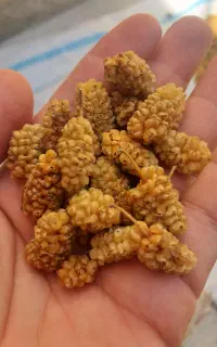 توت