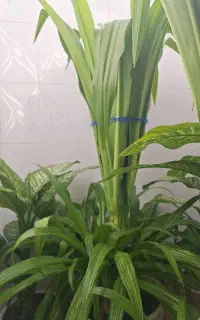گل کرینوم سوسن عنکبوتی،با ۵۰ نشا