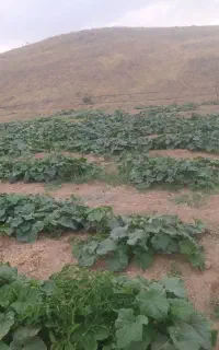 خیارمحلی خوردی وخیار شور تحویل بالای ۱۰ کیلورایگان