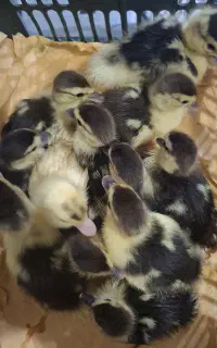 فروش جوجه اردک اسرائیلی