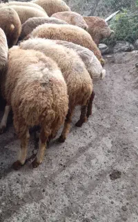 گوسفند ماده،بره نر وماده،برای قربانی