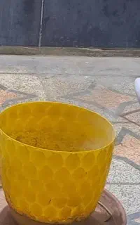 گلدون