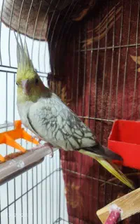 فروش عروس هلندی