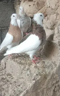 سلام دو جعفت طوقی دارم برای فروش
