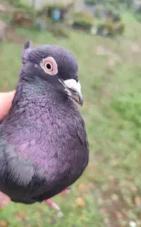 کبوتر زاغ دم‌سفید