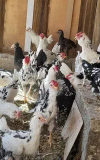 خروس گلین
