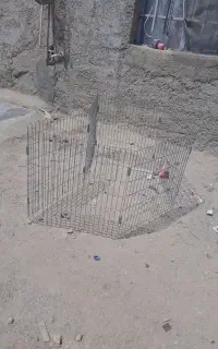 پارک پت در حد