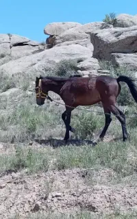 اسب ۸ماه نر