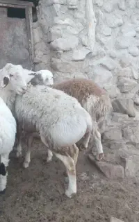 بره نر