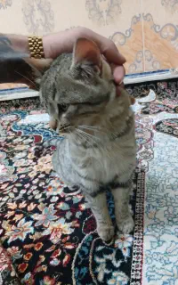 گربه