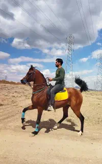 هماهنگی کشش، سیلمی دوسر