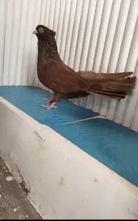 کفتر کفتر بازی