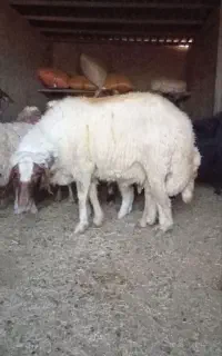 قوچ درجه یک یک داشتی
