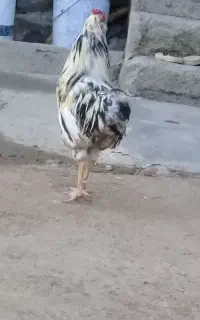 خروس گلین پنگوئنی اصل