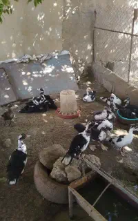 اردک