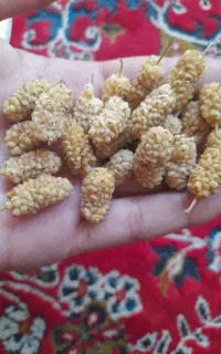 توت خشک کاملا ارگانیک