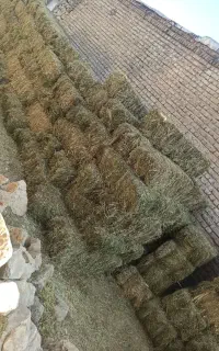 شبدر چین سوم
