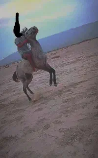 اسب نریان آرام