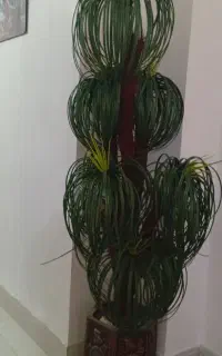 درخت