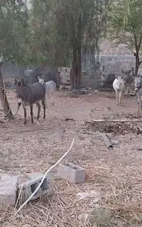 الاغ  ماده آبستن کره دار و..