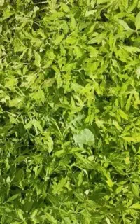 تولکی تماته محلی پرثمرو درشت