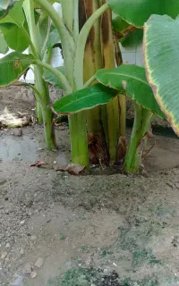 نهال موز