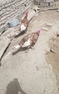 بقلمون