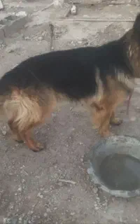 سگ ژرمن شپرد خالص