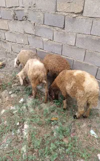 4 راس بره