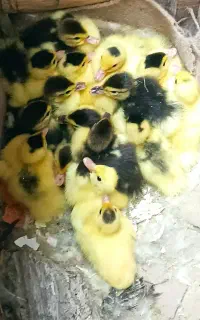 جوجه اردک روسی