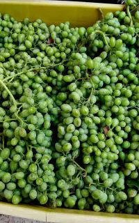 غوره ارگانیک درجه ۱